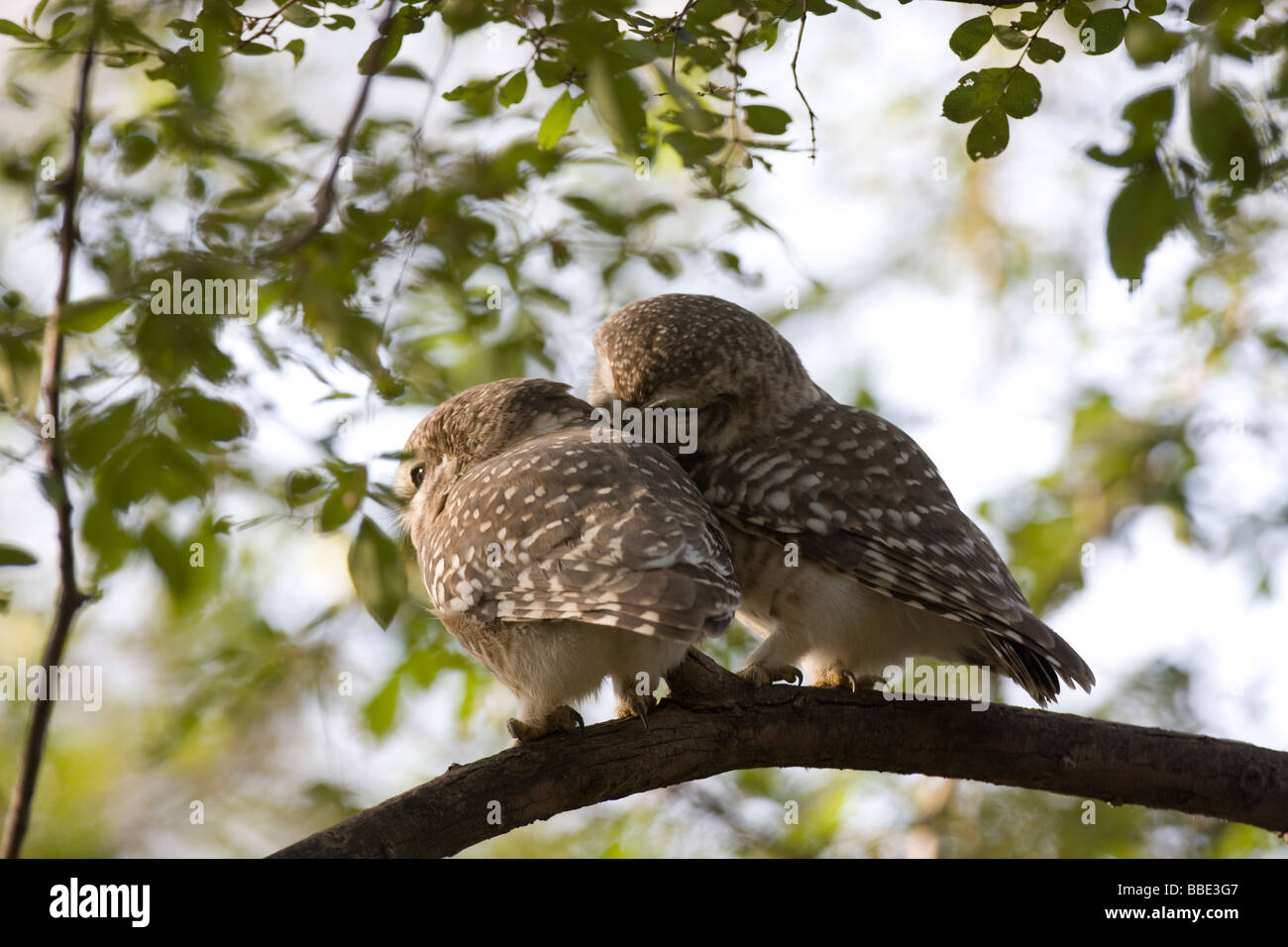 Paar entdeckt Owlet Athena Brama putzen einander auf Niederlassung in Ranthambore Nationalpark, Indien. Stockfoto