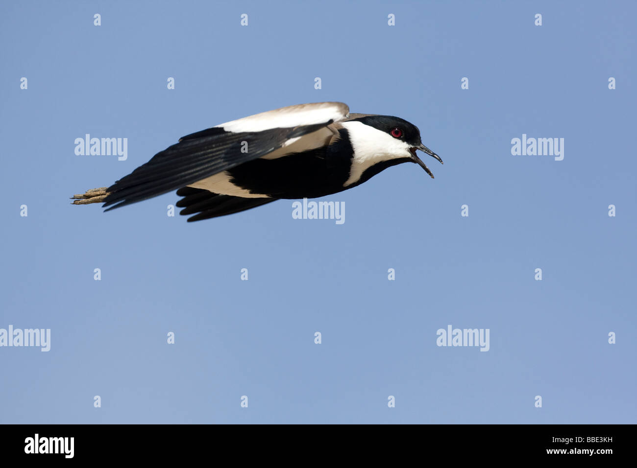 Einzelne Spur winged Plover Vanellus Spinosus gegen blauen Himmel fliegen.  Nationalreservat Nabq, Ägypten. Stockfoto