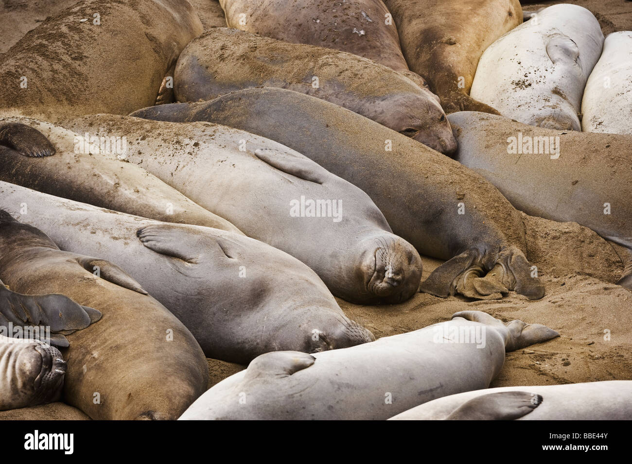 Nördlichen See-Elefanten, Mirounga Angustirostris, während Frühling Häutung bei San Simeon - Piedras Blancas Beach, Kalifornien Stockfoto