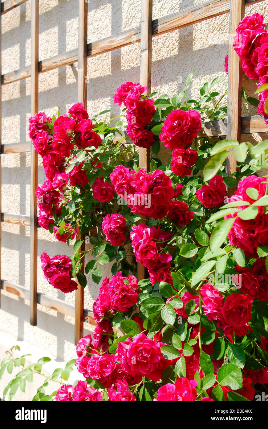 Rot-Rambler-Rosen (Rosa) auf einem Gitter an einer Hauswand Stockfotografie  - Alamy
