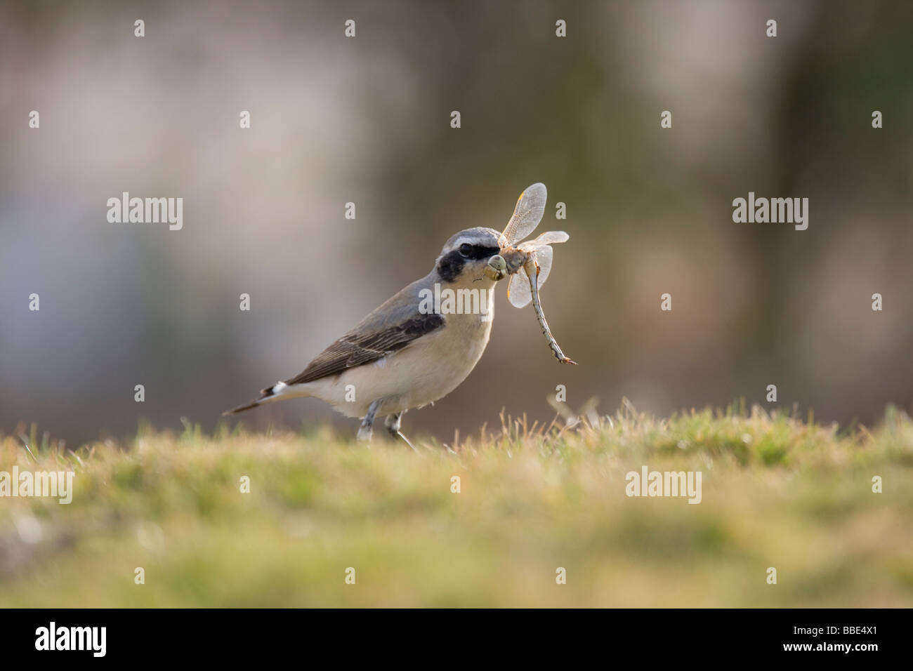 Migrieren von nördlichen Steinschmätzer Oenanthe Oenanthe hält eine große Libelle im Schnabel, Sharm El Sheikh, Nabq, Ägypten. Stockfoto