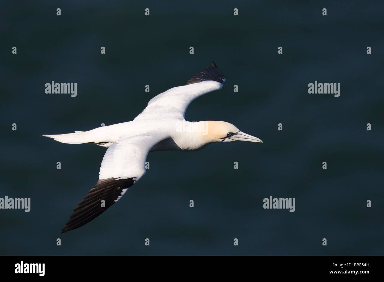 Erwachsenen Basstölpel (Morus Bassanus) während des Fluges mit dem Meer im Hintergrund Stockfoto