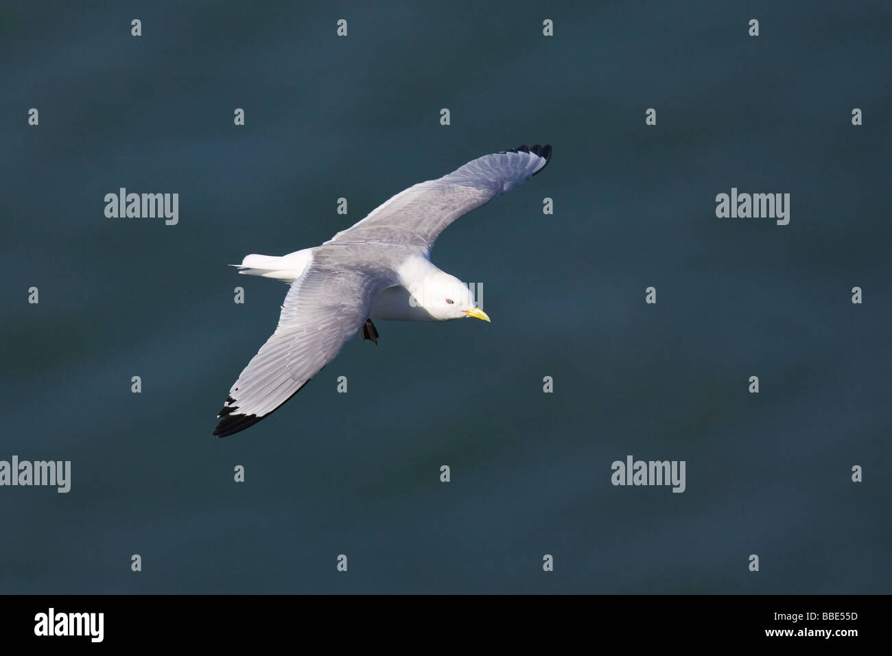 Schwarz-legged Kittewake (Rissa Tridactyla) fliegen über den Ozean Stockfoto