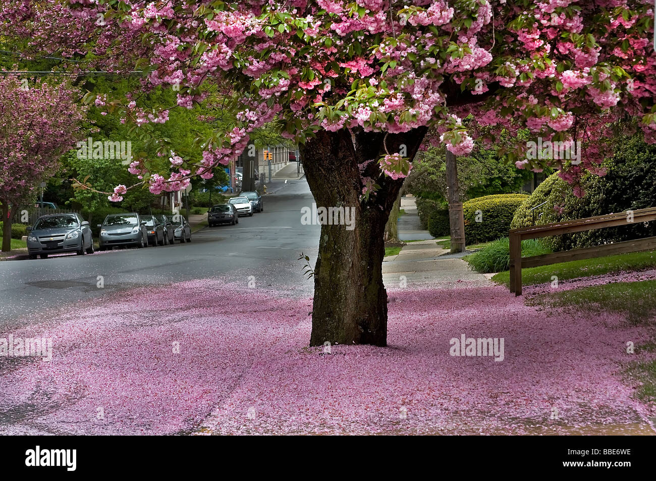 Cherry Blossom Stockfoto