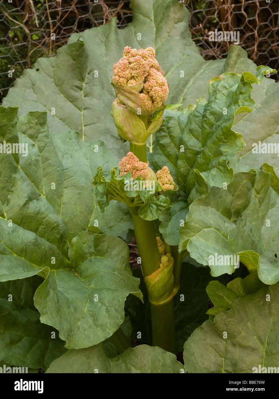 Rhabarber Samen Kopf Blume Stockfoto