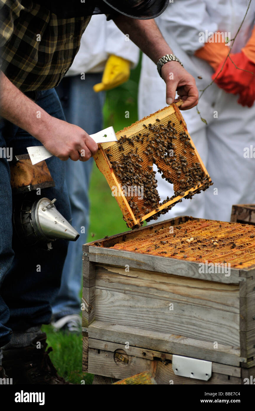 Imker Prüfung Rahmen aus nationalen Bienenstock Brutraum Stockfoto