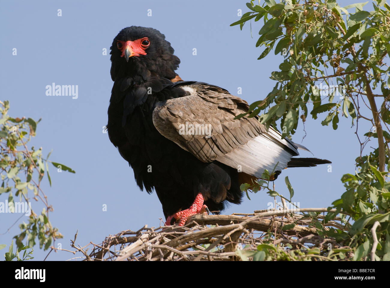 männliche Bateleur Adler Terathopius Ecaudatus SAMBURU NATIONAL RESERVE Osten Kenia Afrika Stockfoto