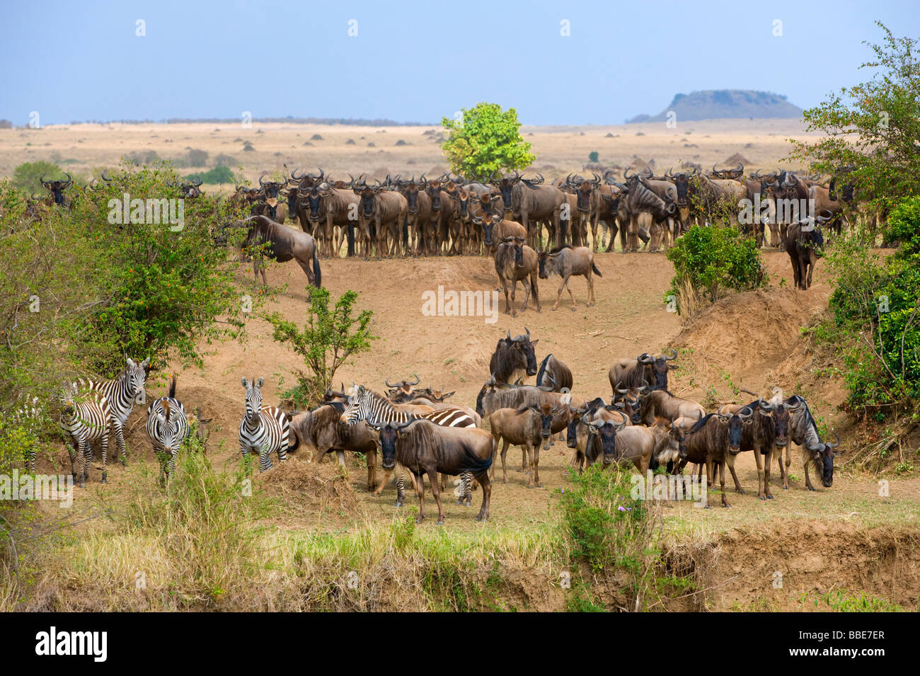 Blaue Gnus (Connochaetes Taurinus) und Grant Zebras (Equus Quagga Boehmi), vor M Masai Mara Fluss überquert und Gruppierung Stockfoto