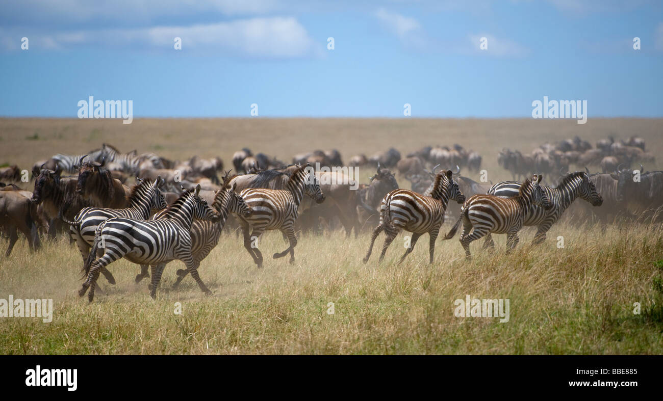 Blaue Gnus (Connochaetes Taurinus) und Grant Zebras (Equus Quagga Boehmi) in der Steppe von Masai Mara National Rese Stockfoto