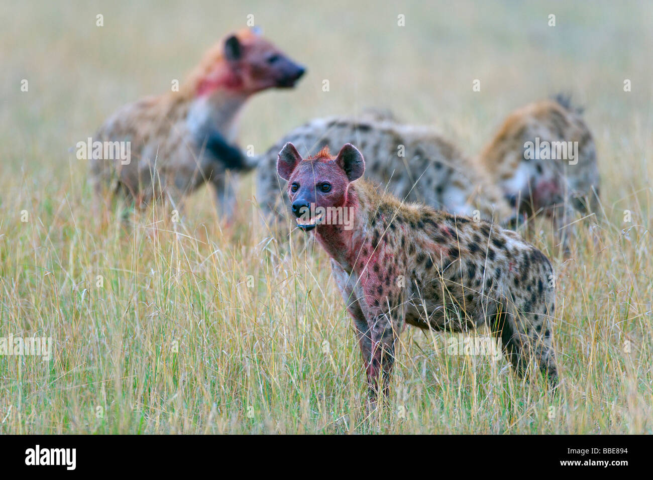 Beschmutzte Hyänen (Crocuta Crocuta), pack, Masai Mara National Reserve, Kenia, Ostafrika Stockfoto