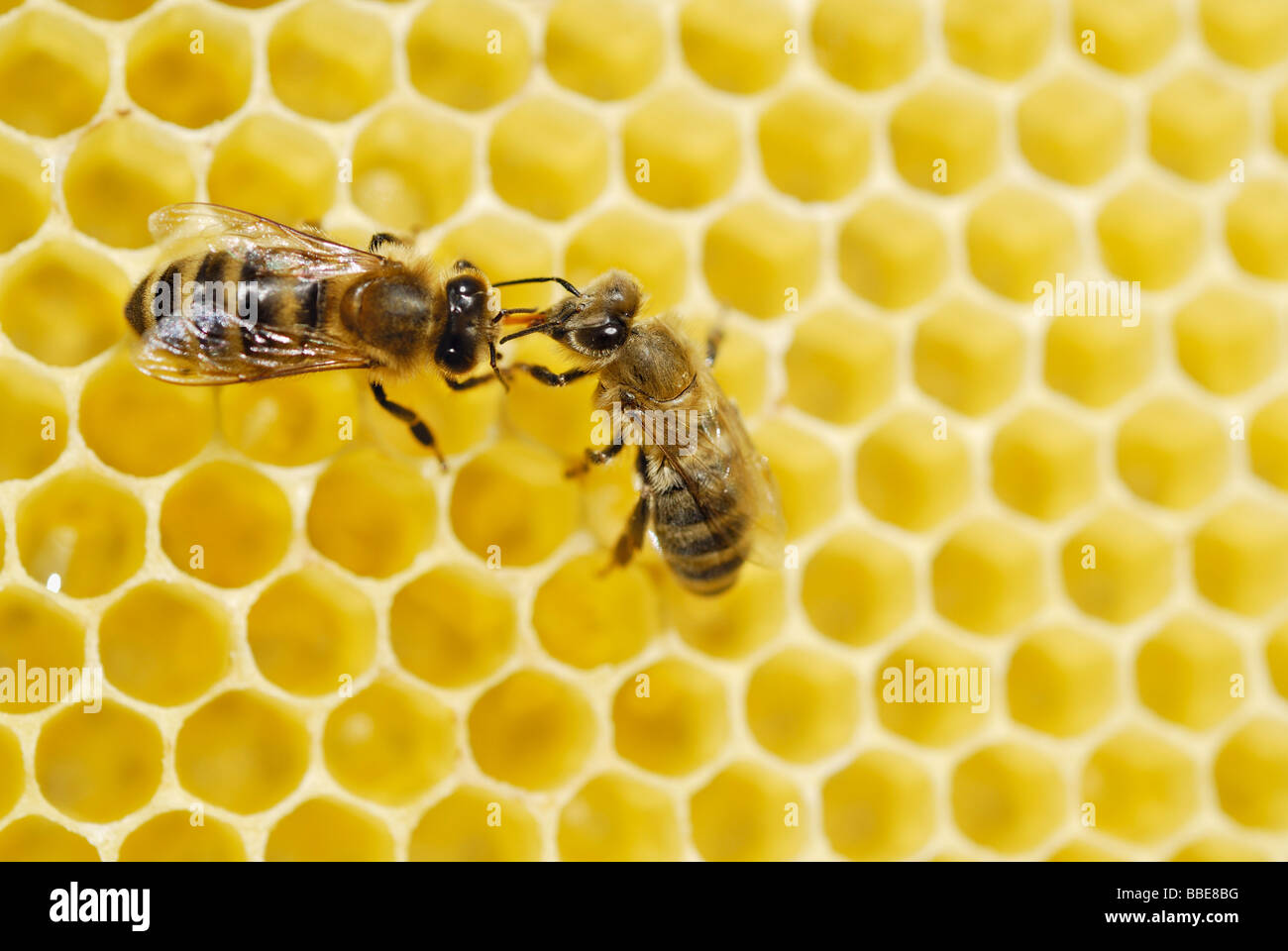 Junge Biene (Apis Mellifera) zugeführt Stockfoto