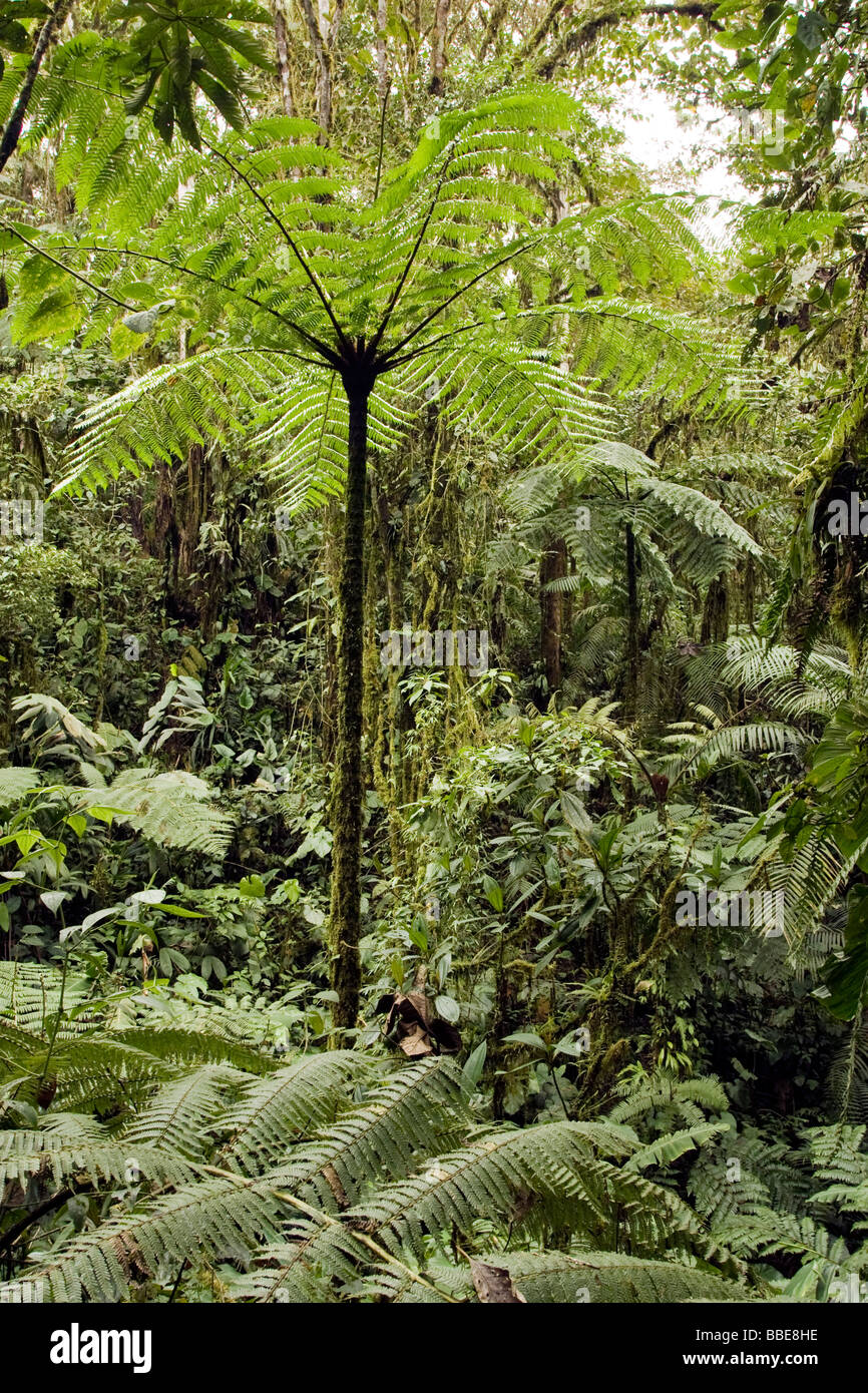 Dichte Wolke Wald - Sachatamia Rainforest Reserve - Mindo, Ecuador Stockfoto