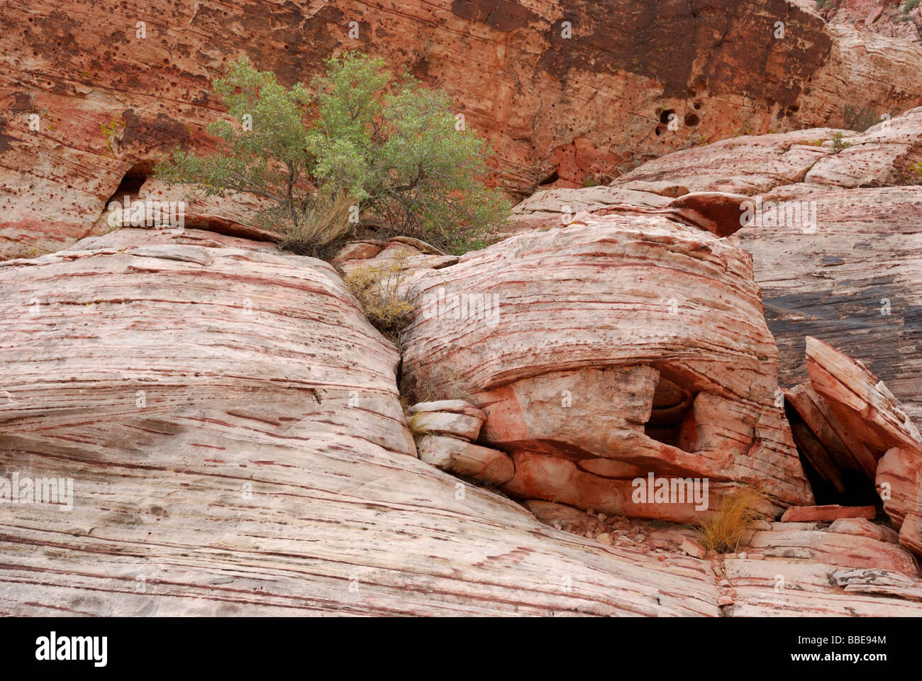 Sandstein-Formationen im Red Rocks State Park Nevada Stockfoto