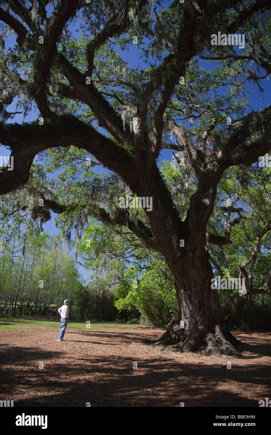 Avery Island Louisiana die Cleveland Eiche im Jungle Gardens Stockfoto