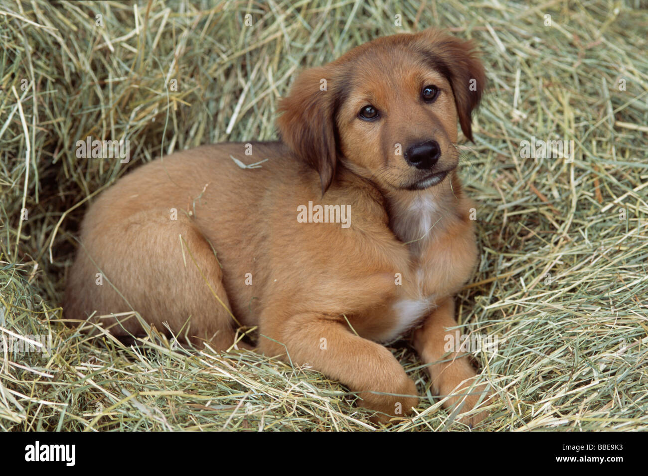 Mischling Hund Welpe liegend im Heu Stockfoto