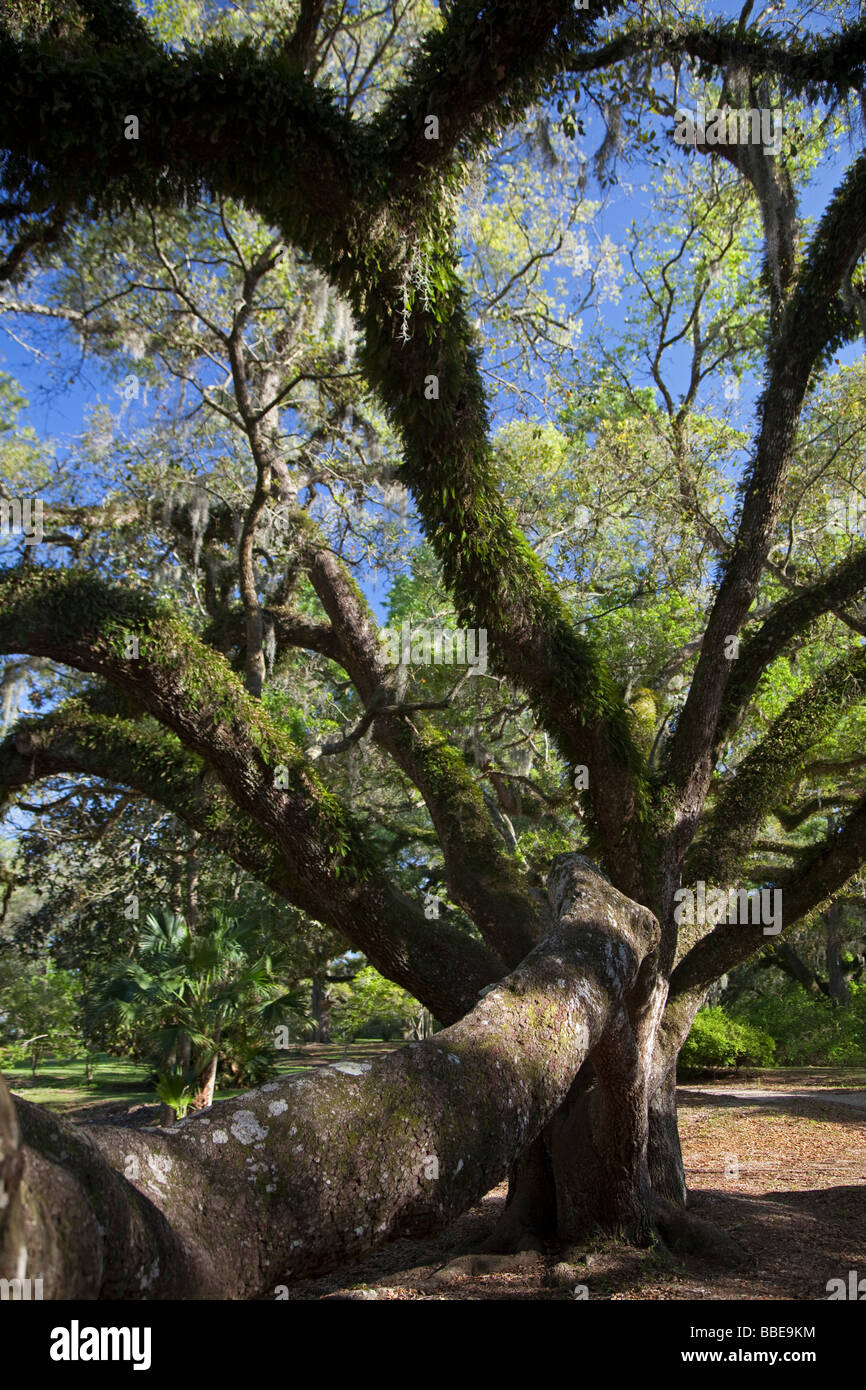Avery Island Louisiana Live Oak im Jungle Gardens Stockfoto