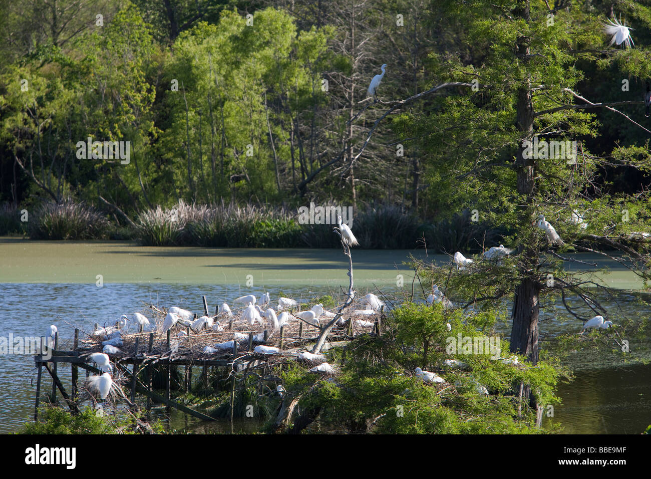 Avery Island Louisiana A Zufluchtsort für Reiher und Reiher namens Bird City im Jungle Gardens Stockfoto