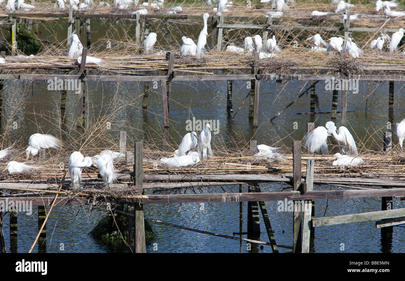 Avery Island Louisiana A Zufluchtsort für Reiher und Reiher namens Bird City im Jungle Gardens Stockfoto