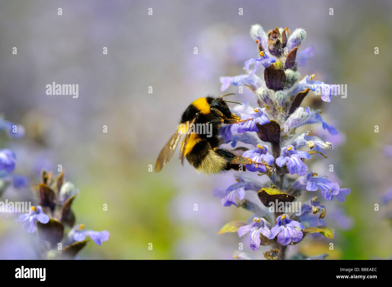 Große Erde Hummel (Bombus Terrestris) Bestäubung einer gemeinsamen Trompete (Ajuga Reptans) Stockfoto