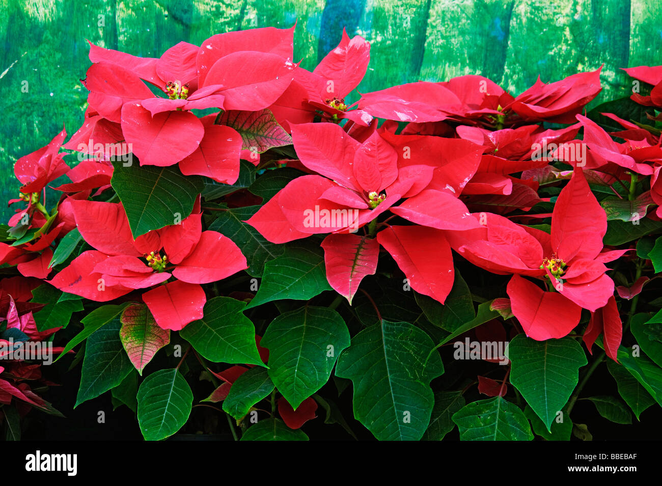 Weihnachtssterne Stockfoto