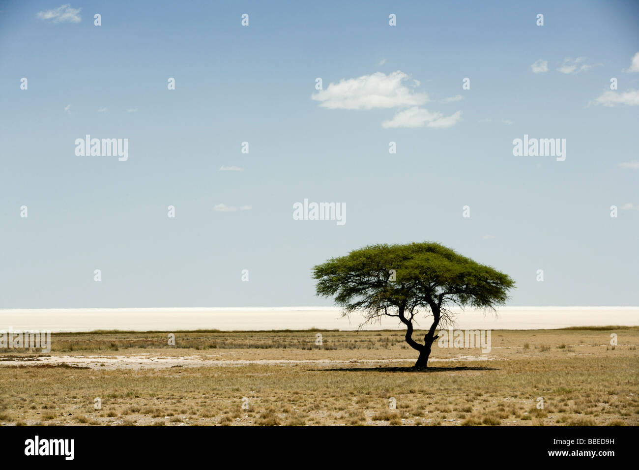 Baum am Etosha-Pfanne, Etosha Nationalpark, Kunene Region, Namibia Stockfoto