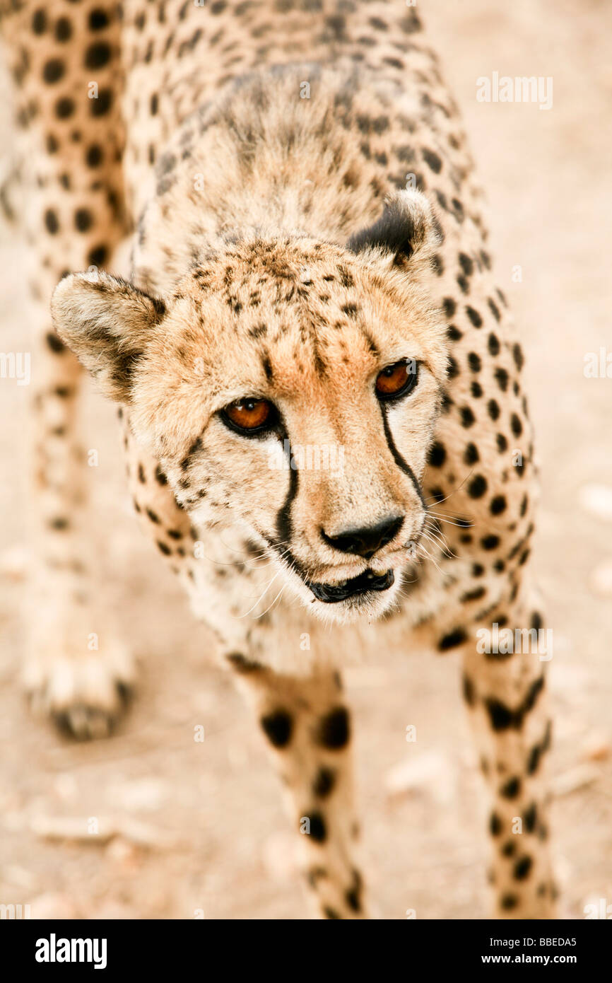 Nahaufnahme des Cheetah, Damaraland, Namibia Stockfoto