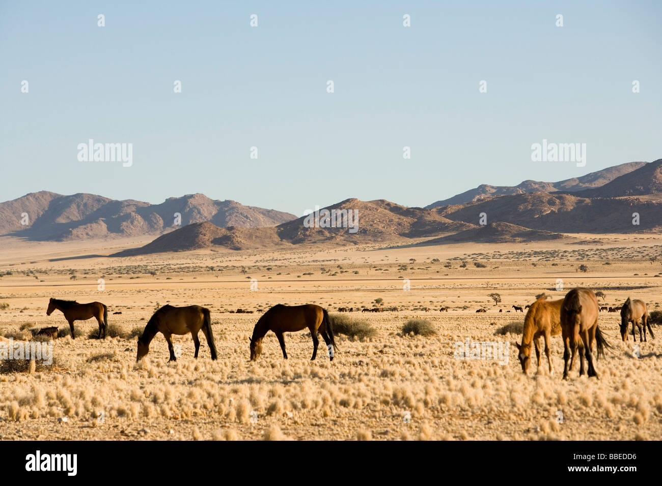 Pferde, Aus, Karas Region, Namibia Stockfoto