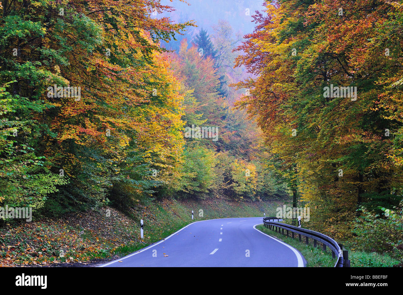 Straße durch Wald, Donautal, Baden-Württemberg, Deutschland Stockfoto
