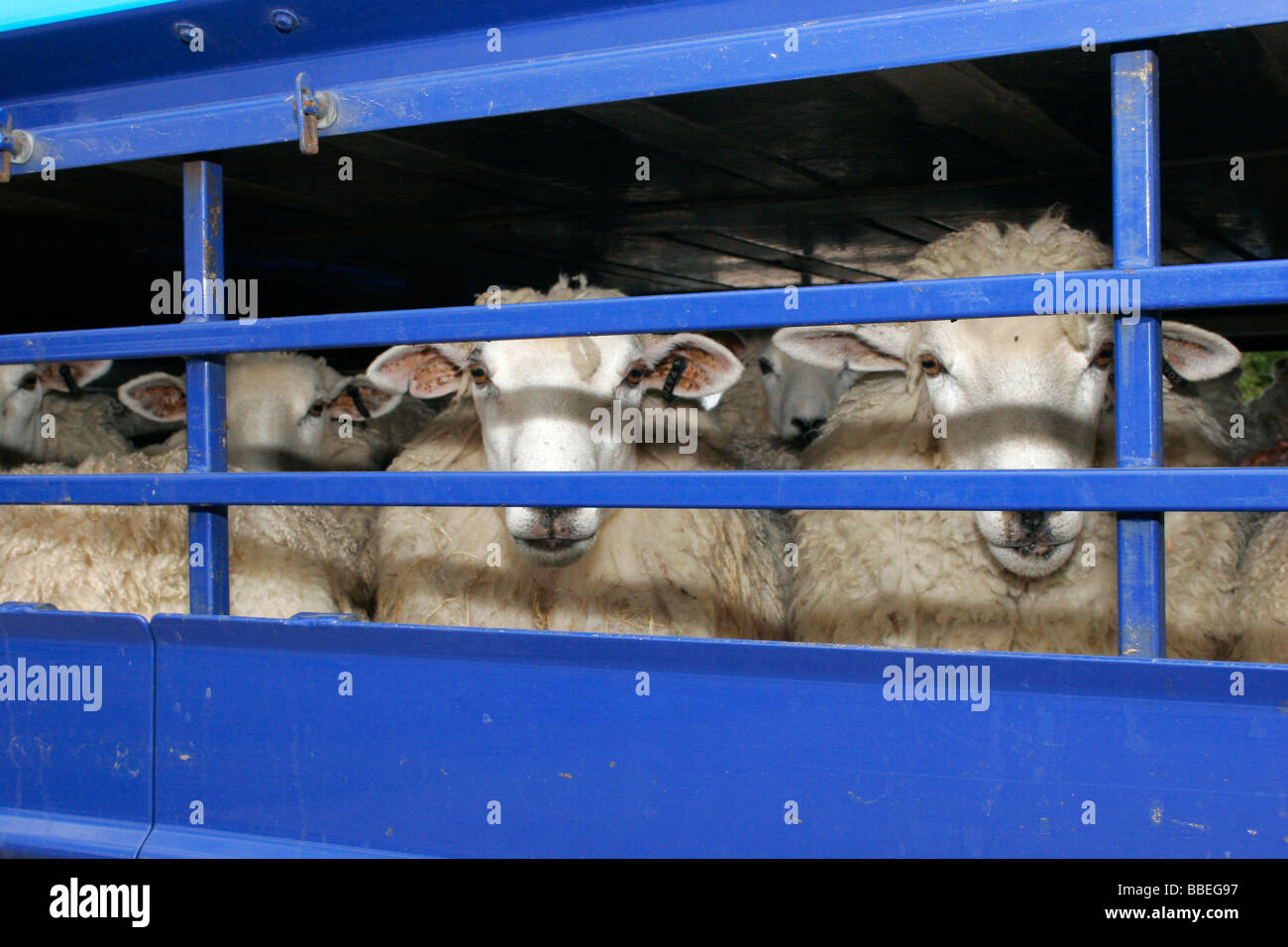 Landwirtschaft Landwirtschaft Schafe gesehen durch die Gitterstäbe ein der LKW, die sie in transportiert werden. Stockfoto