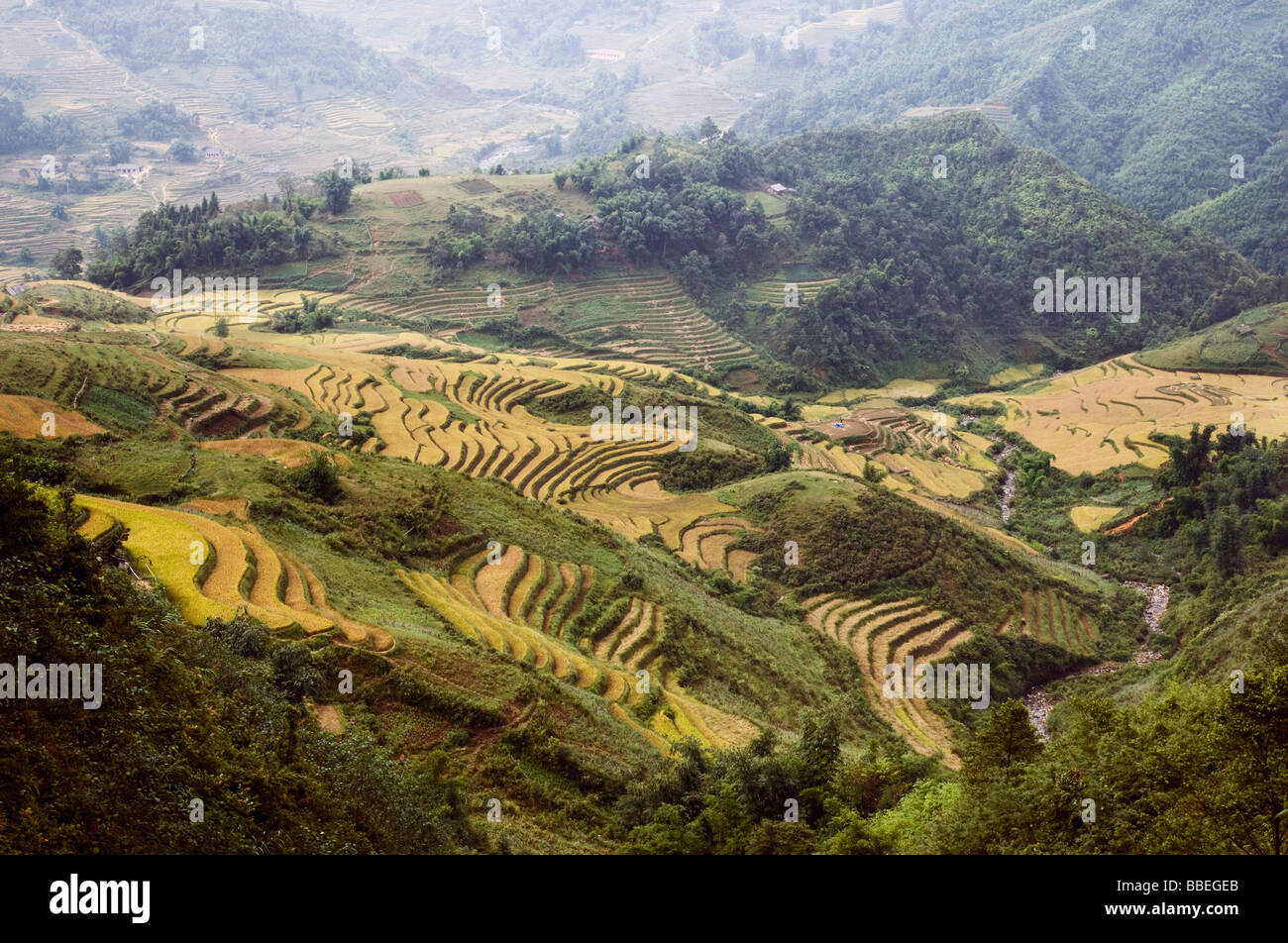 Reis Felder, Sa Pa, Provinz Lao Cai, Vietnam Stockfoto