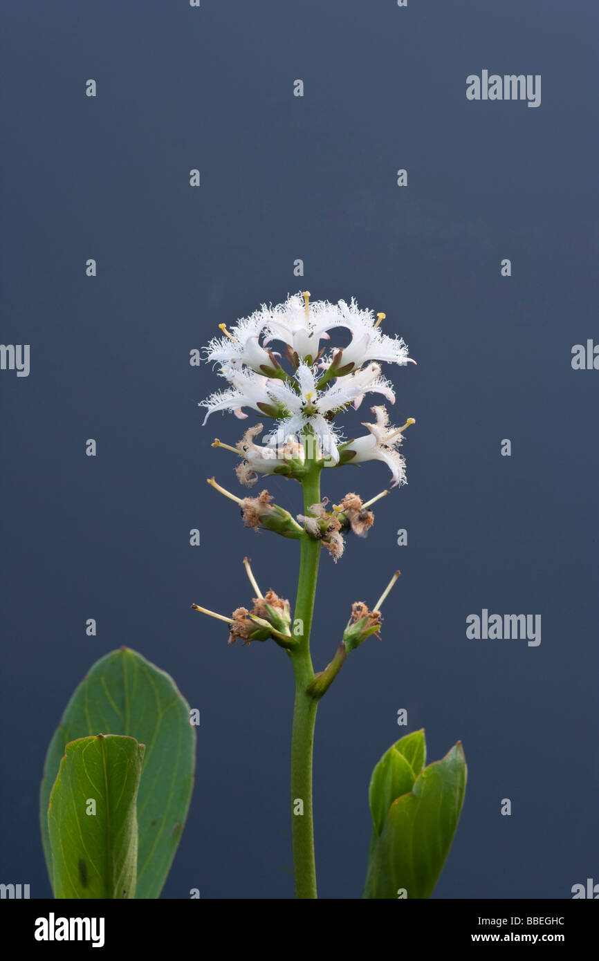 Moor-Bohne in Blüte Stockfoto