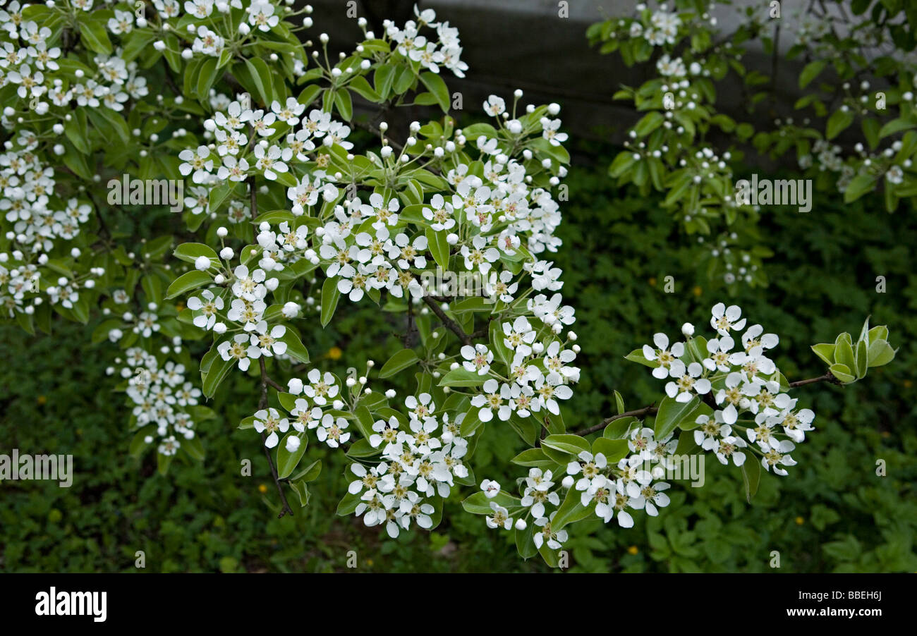 Birne Blüte Zweig im Garten Jurmala Lettland Stockfoto