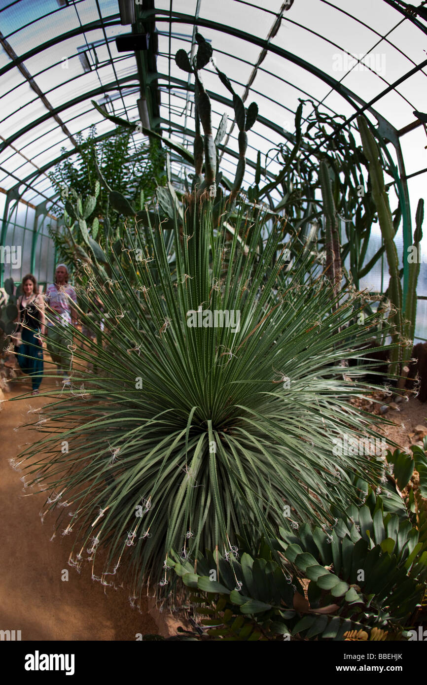 Kakteen in Parce De La Tête D oder botanischen Garten Lyon Rhone Alpen Frankreich Stockfoto