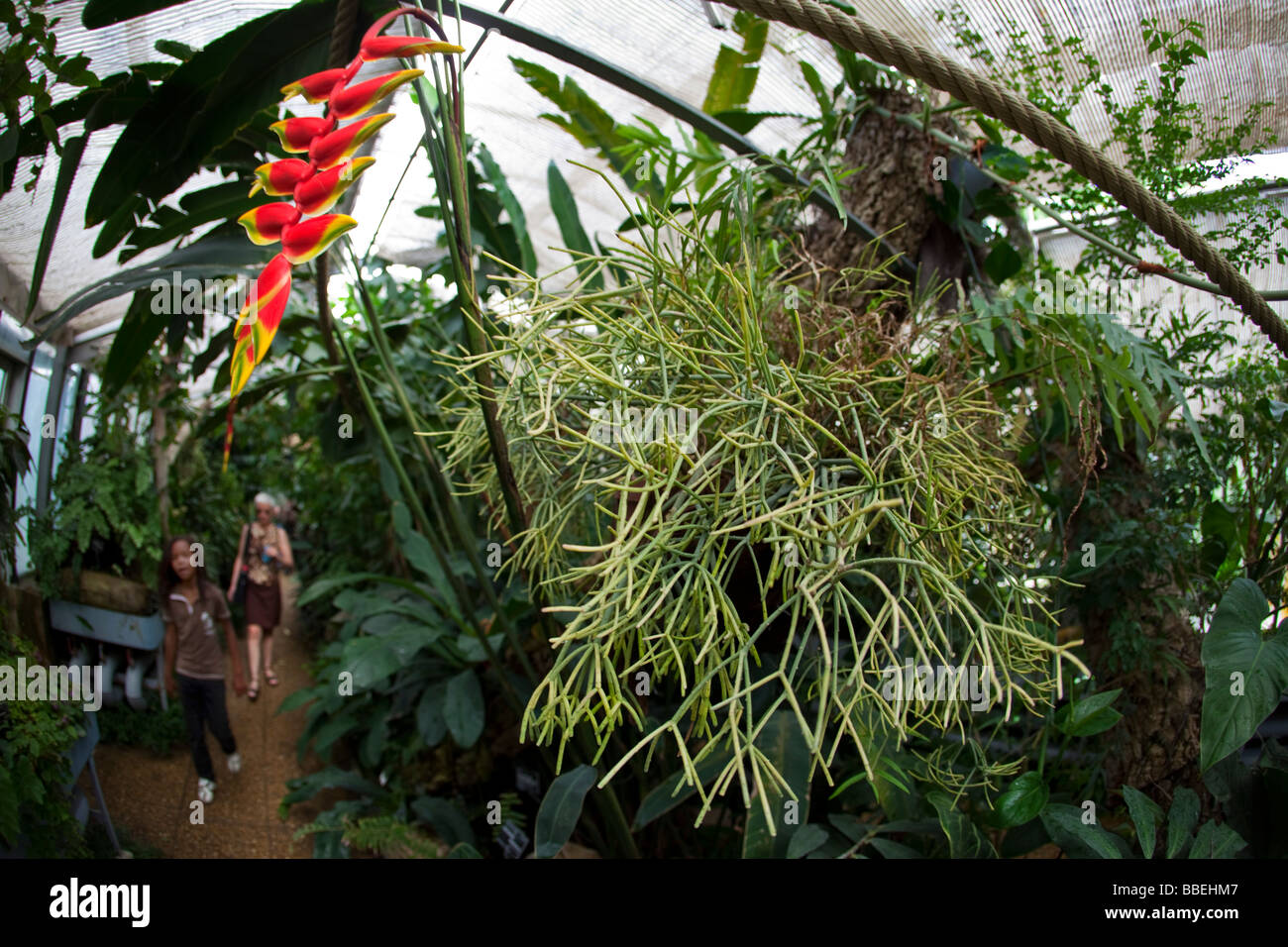 Kakteen in Parce De La Tête D oder botanischen Garten Lyon Rhone Alpen Frankreich Stockfoto