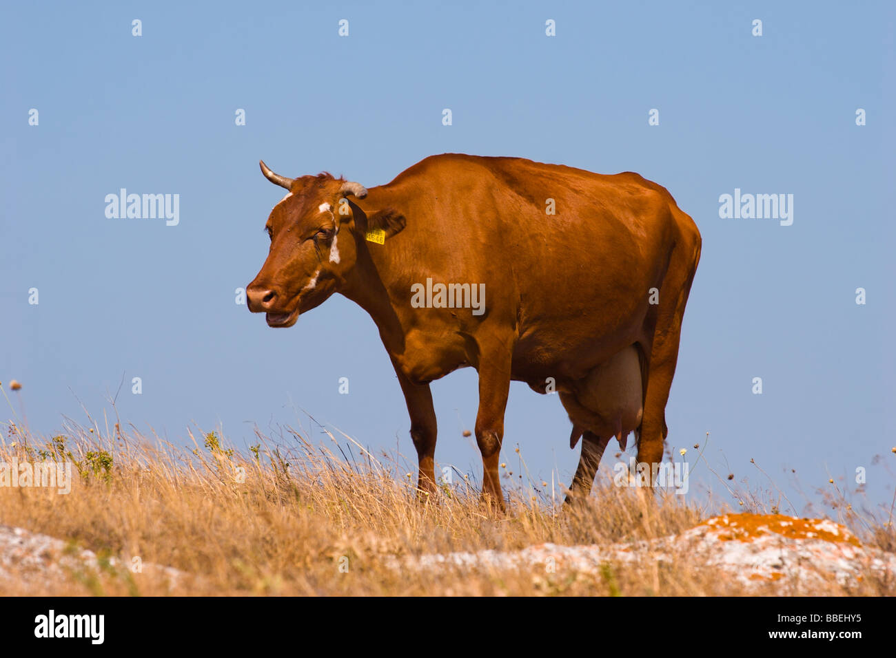 braune Kuh mit großen Euter auf Trockenrasen und blauer Himmelshintergrund Stockfoto