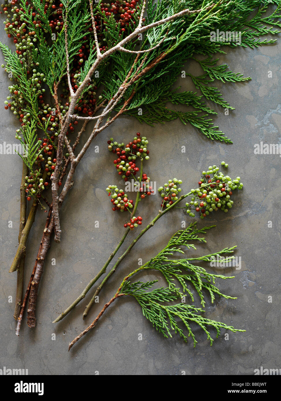 Zeder-Zweige mit Beeren Stockfoto