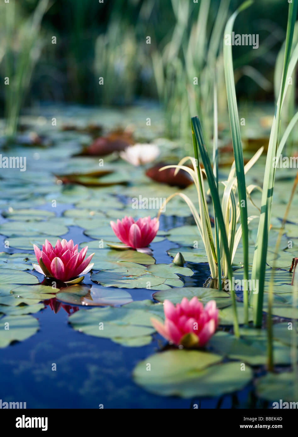 Seerosen und Lotusblumen Stockfoto