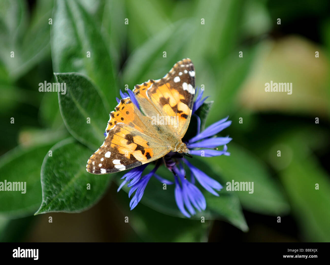 Distelfalter Vanessa Cardui ruht auf einer Kornblume in einem Garten in Sussex Großbritannien UK Stockfoto