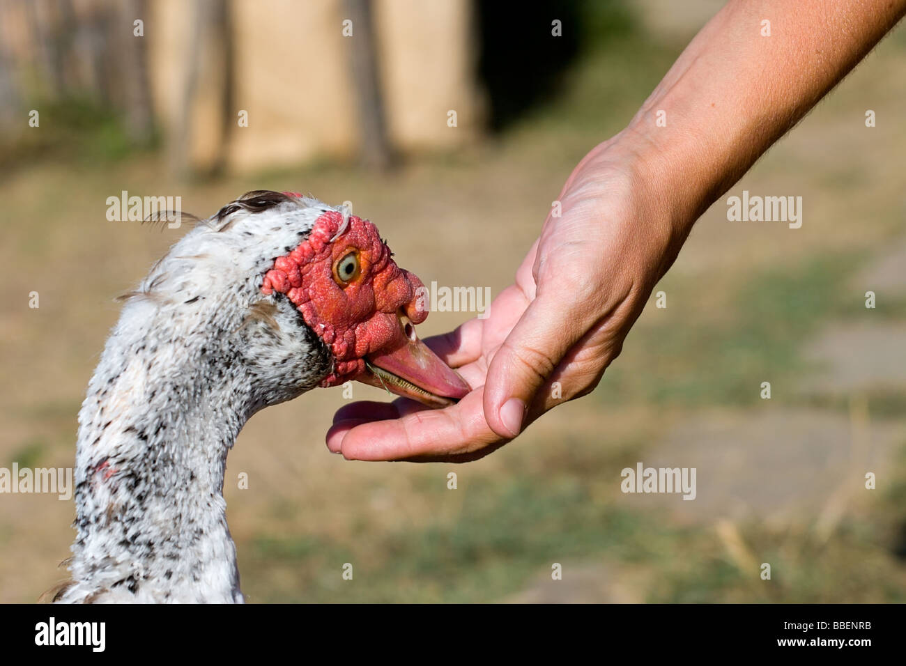 Porträt von der Barbarie-Ente Cairina Moschata hautnah Stockfoto