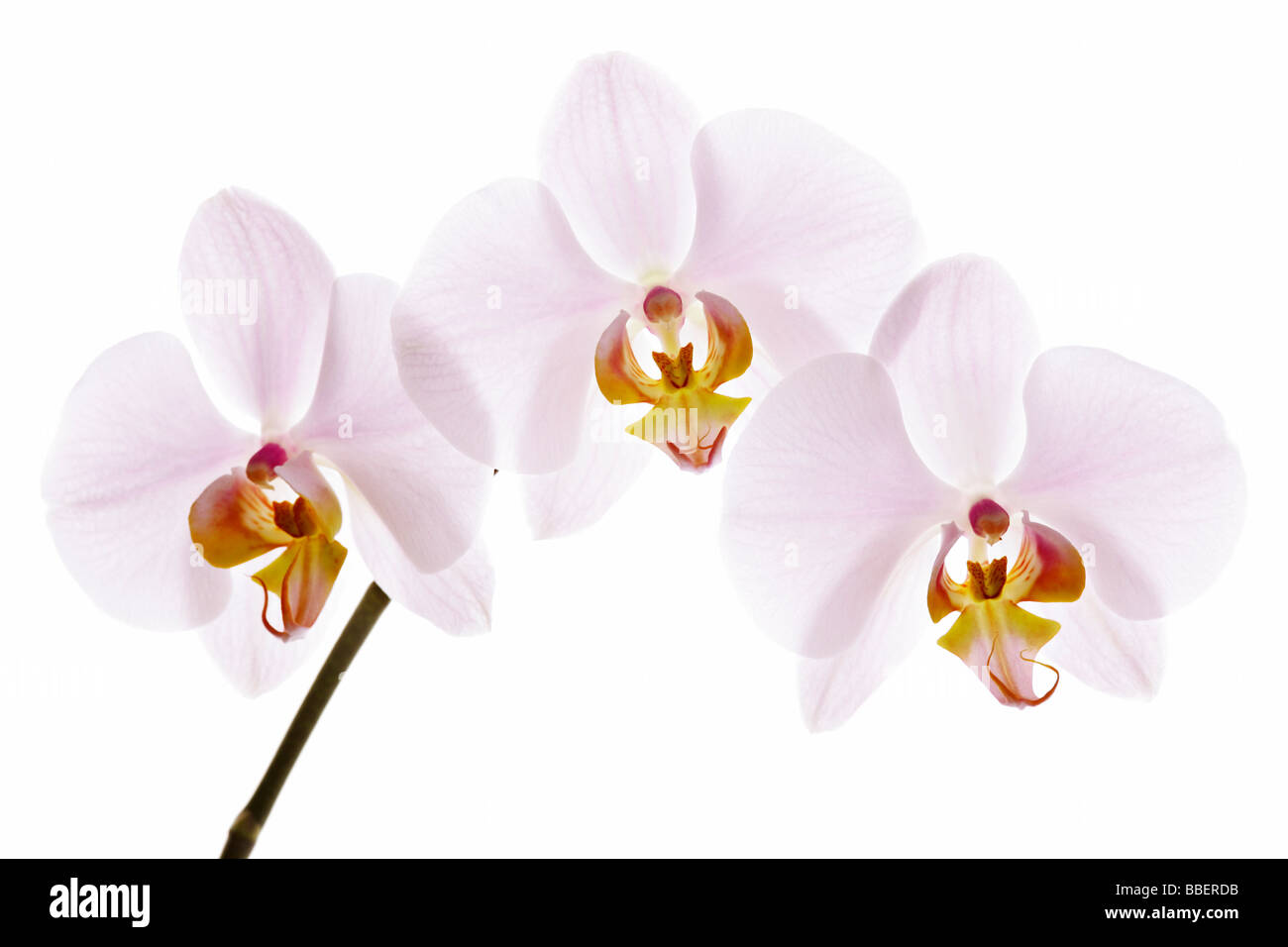 Phalaenopsis, allgemein bekannt als Moth Orchid Stockfoto