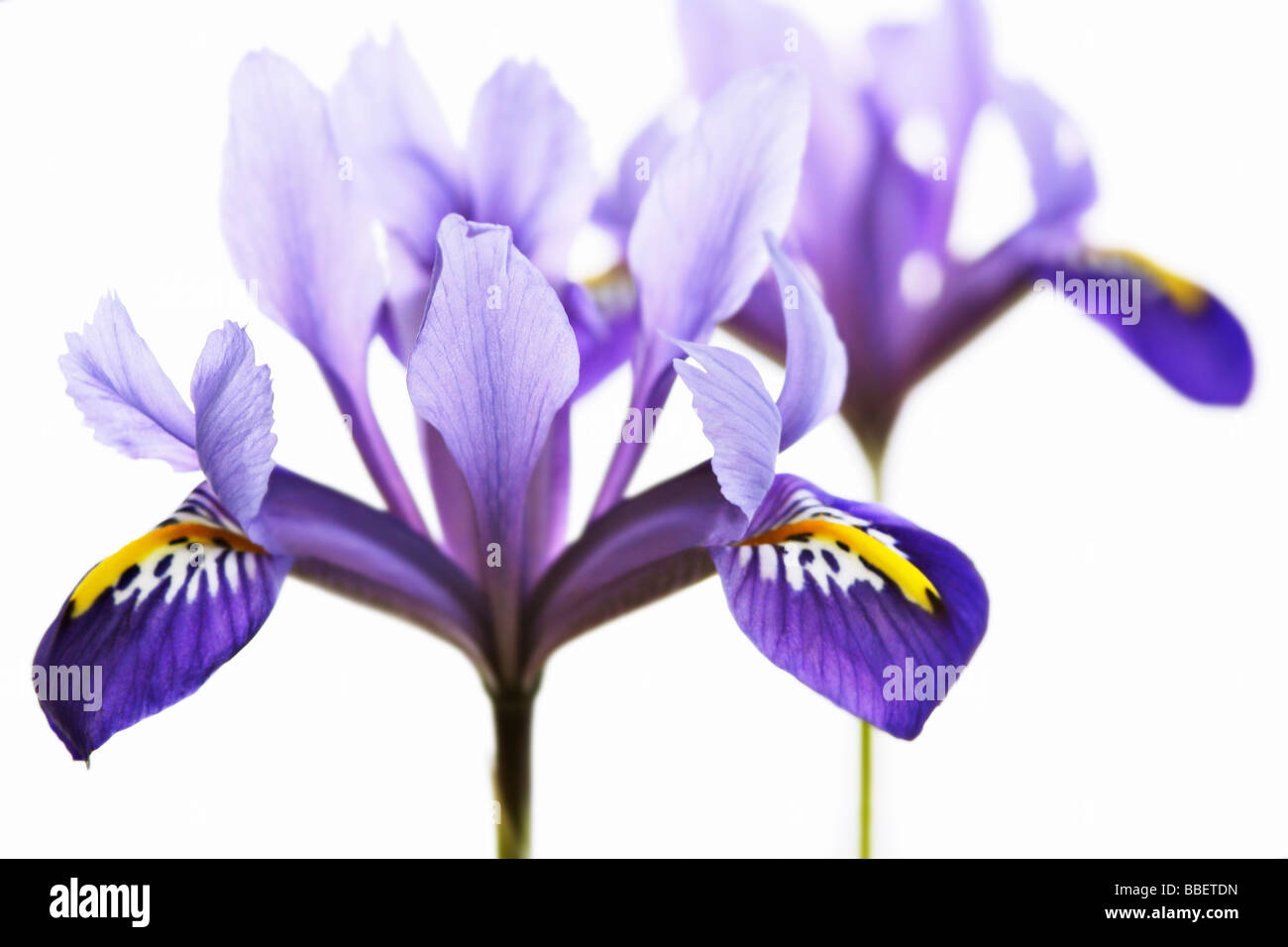 Iris Blumen auf weißem Hintergrund Stockfoto