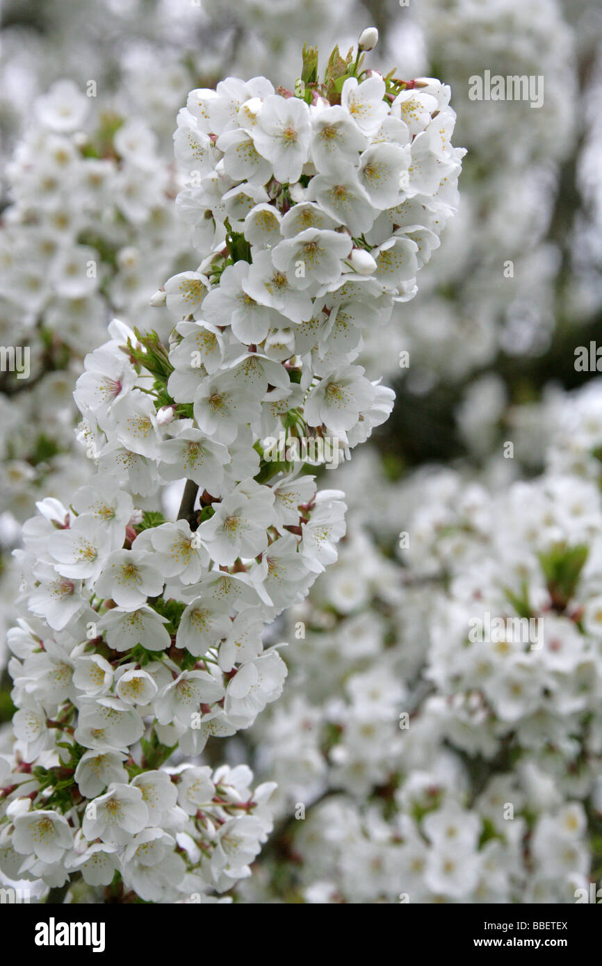 Blüte, Fuji-Kirsche, Prunus 'Umineko', Rosengewächse. Eine Sorte Fuji-Kirsche, Prunus Incisa X Prunus Speciosa. Stockfoto