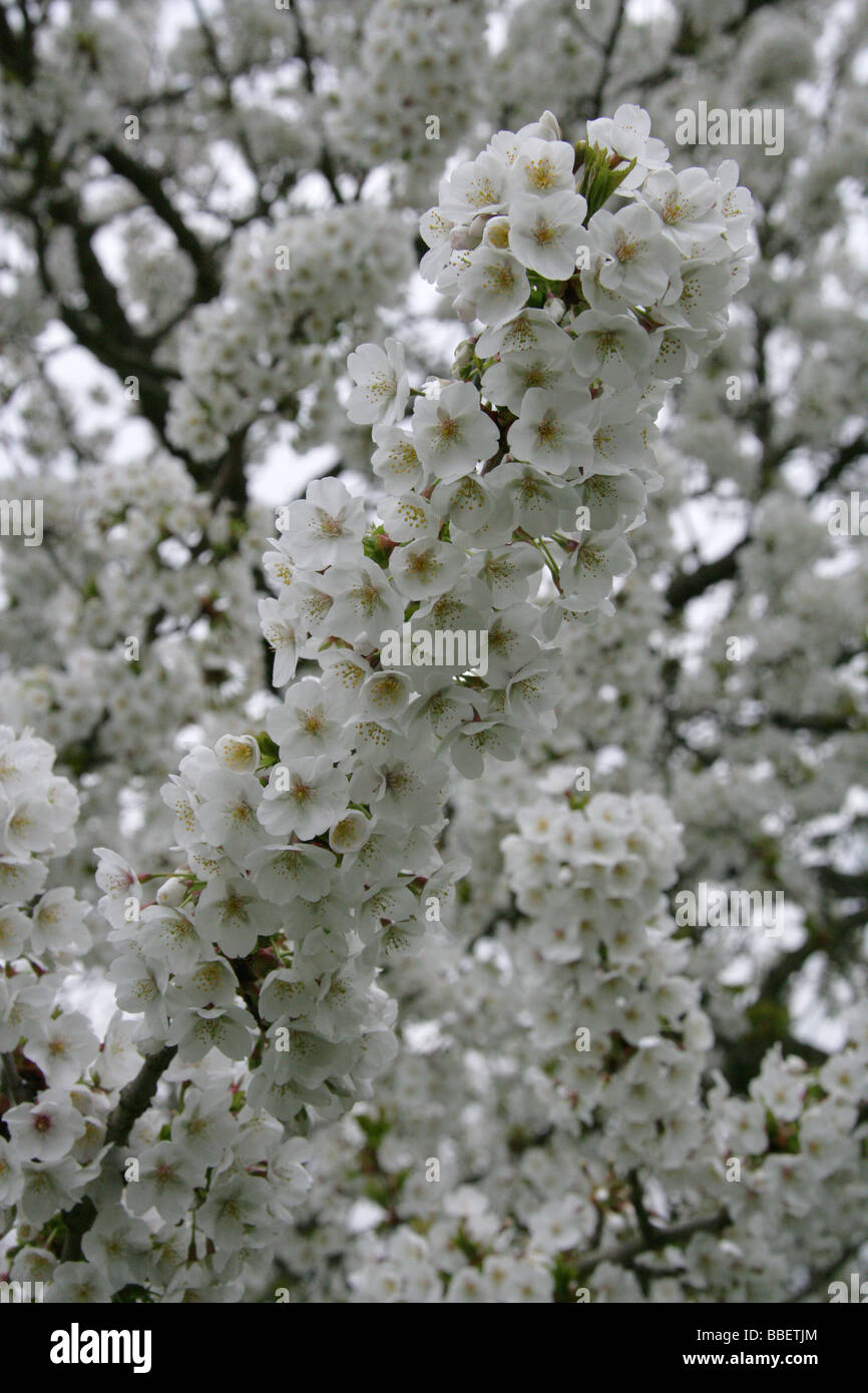 Blüte, Fuji-Kirsche, Prunus 'Umineko', Rosengewächse. Eine Sorte Fuji-Kirsche, Prunus Incisa X Prunus Speciosa. Stockfoto