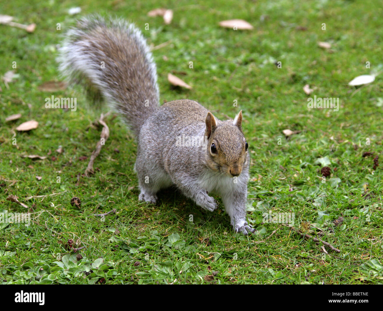 Graue Eichhörnchen Sciurus Carolinensis, Sciuridae Stockfoto