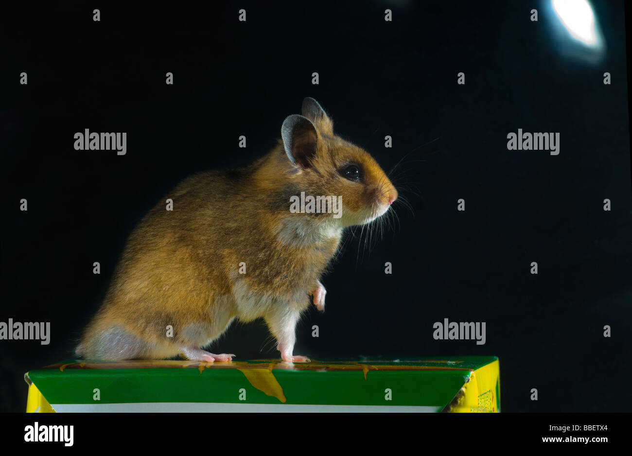 Braun Hamster in dunklen Lichtverhältnissen Goldhamster dunklen einfarbigen Hintergrund Haustier Tier Nacht Studio gedreht wach hören hören mous Stockfoto