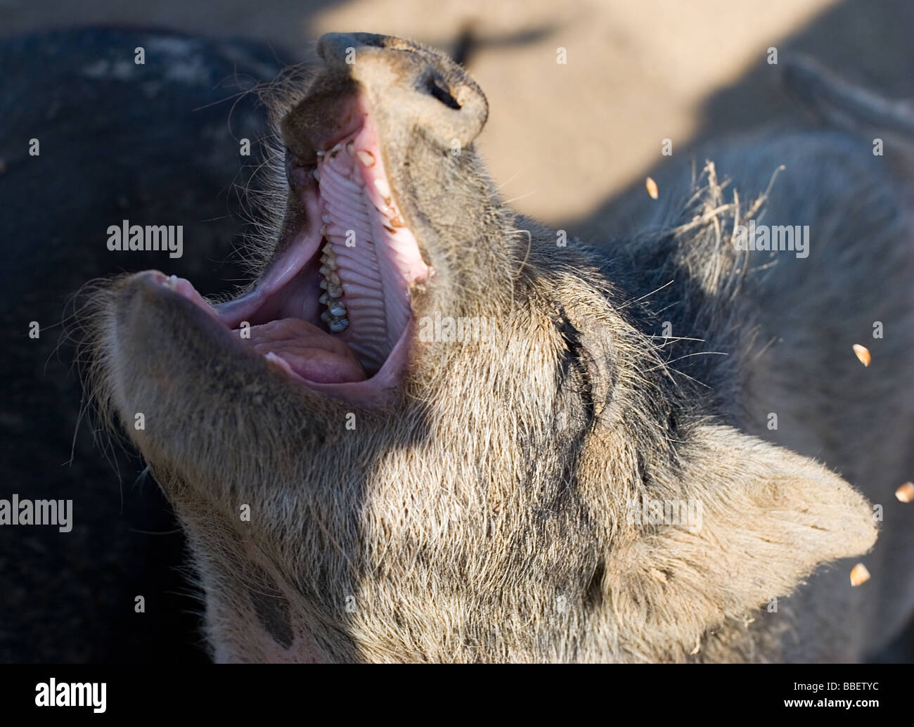 Porträt des großen schwarzen Schwein mit offenem Mund Nahaufnahme Stockfoto