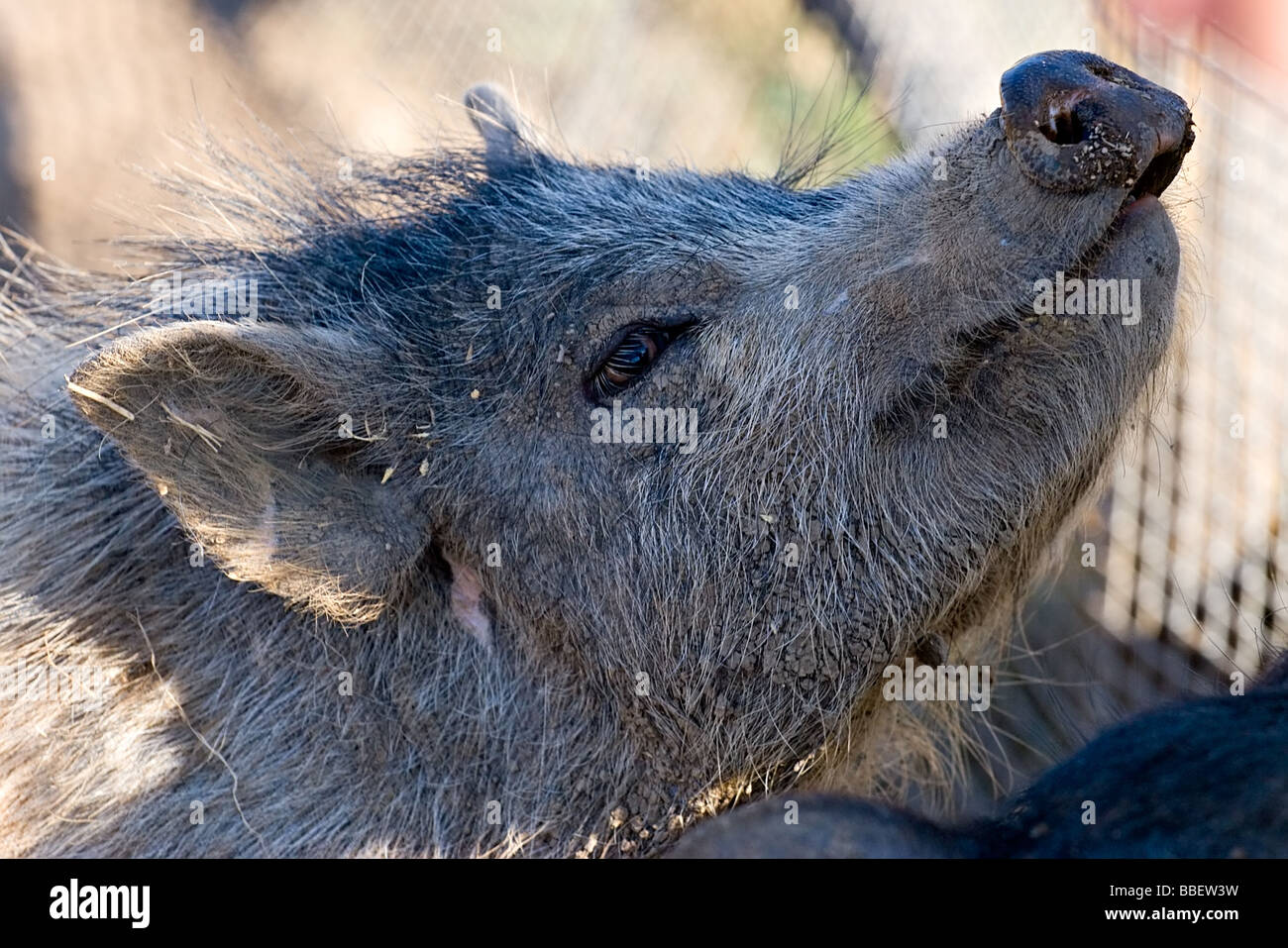 Porträt des großen schwarzen Schwein lächelnd hautnah Stockfoto