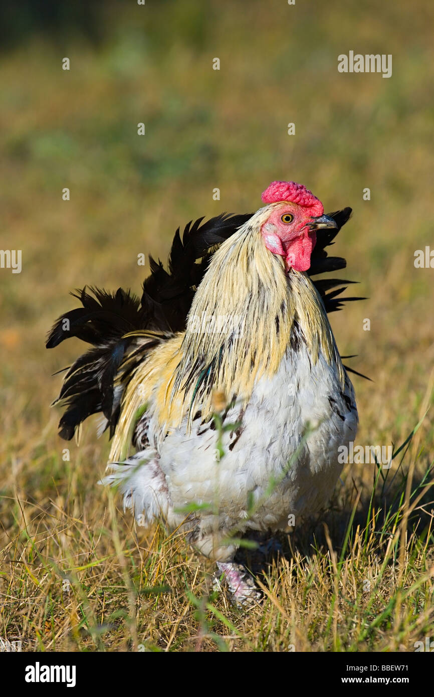 Das Parti farbige Huhn auf einem grünen Rasen Stockfoto