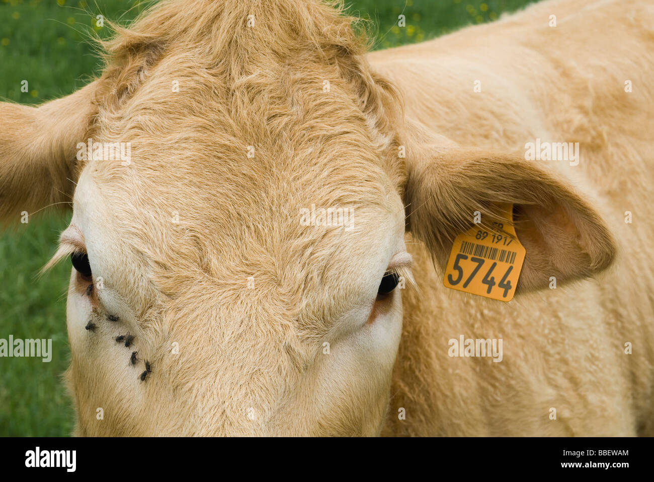 Braune Kuh mit Ohrmarke, Nahaufnahme Stockfoto