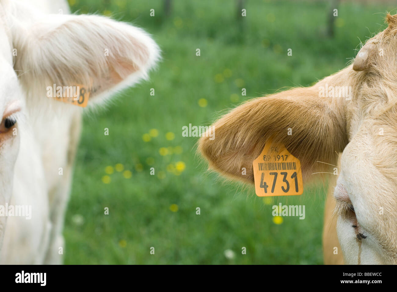 Verschlagwortet mit Kühen mit Ohren, close-up Stockfoto